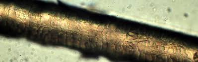 Image result for human hair microscope image
