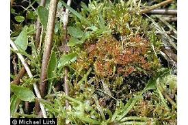 Attēlu rezultāti vaicājumam “Bryum weigelii”