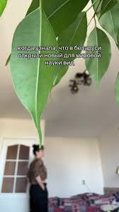 Attēlu rezultāti vaicājumam “Lycogala persicum”