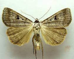 Attēlu rezultāti vaicājumam “Lygephila pastinum”