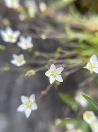 Attēlu rezultāti vaicājumam “Sagina nodosa flower”