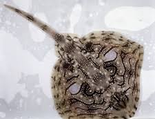 Image result for Raja undulata
