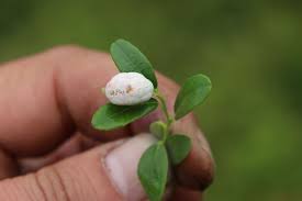 Attēlu rezultāti vaicājumam “Exobasidium vaccinii”