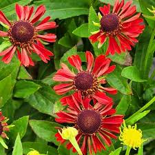 Attēlu rezultāti vaicājumam “Calamagrostis purpurea flower”