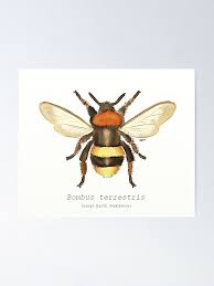 Attēlu rezultāti vaicājumam “Bombus terrestris”