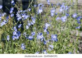 Image result for Zichorie