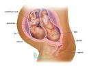Fraternal twins in the womb -- 28 weeks | BabyCenter