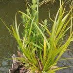 Attēlu rezultāti vaicājumam “Carex pseudocyperus fruit”