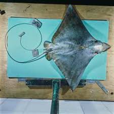 Image result for Myliobatis freminvillei