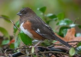 Image result for Pipilo erythrophthalmus