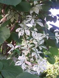 Attēlu rezultāti vaicājumam “Parthenocissus quinquefolia”