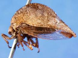 Attēlu rezultāti vaicājumam “Membracidae”