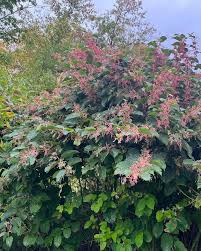 Attēlu rezultāti vaicājumam “Reynoutria japonica flower”