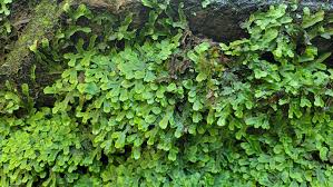 Attēlu rezultāti vaicājumam “Conocephalum salebrosum sporophyte”