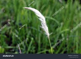 Attēlu rezultāti vaicājumam “Brachypodium sylvaticum flower”