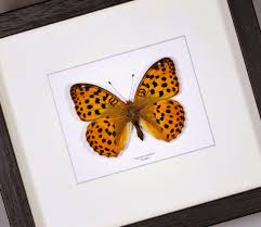Attēlu rezultāti vaicājumam “Argynnis laodice”