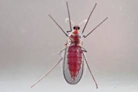 Attēlu rezultāti vaicājumam “Cecidomyiidae”