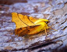 Attēlu rezultāti vaicājumam “Ennomos alniaria”