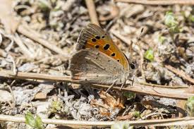 Attēlu rezultāti vaicājumam “Lycaena phlaeas underside”