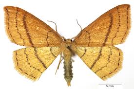 Attēlu rezultāti vaicājumam “Cyclophora pendularia”