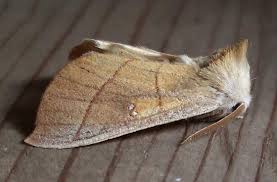 Attēlu rezultāti vaicājumam “Notodontidae”