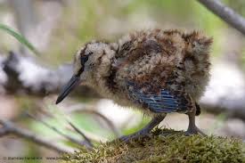 Attēlu rezultāti vaicājumam “Scolopax rusticola juvenile”
