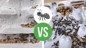 Image result for ytong ants