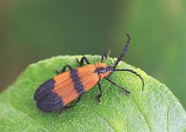 Attēlu rezultāti vaicājumam “Lycidae”