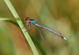 Attēlu rezultāti vaicājumam “Erythromma najas”