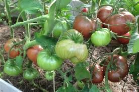 Afbeeldingsresultaat voor black elephant tomato