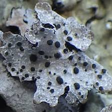 Attēlu rezultāti vaicājumam “Biatoropsis usnearum”