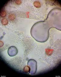 Attēlu rezultāti vaicājumam “Badhamiopsis ainoae macro”