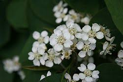 Attēlu rezultāti vaicājumam “Cotoneaster multiflorus”