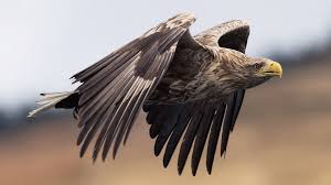 Image result for Haliaeetus albicilla