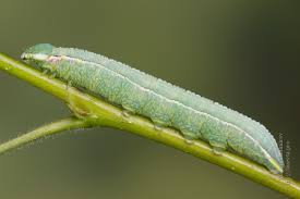 Attēlu rezultāti vaicājumam “Pterostoma palpina”