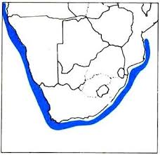 Image result for Rostroraja alba