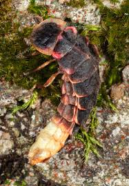 Attēlu rezultāti vaicājumam “Lampyris noctiluca”
