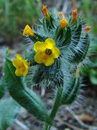 Attēlu rezultāti vaicājumam “Lycogala botrydium sessile”