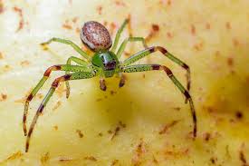 Attēlu rezultāti vaicājumam “Diaea dorsata”