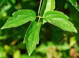 Attēlu rezultāti vaicājumam “Clematis leaf”