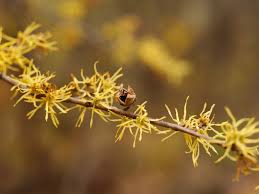 Attēlu rezultāti vaicājumam “Hamamelis virginiana”