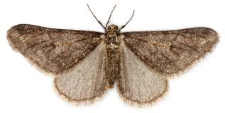 Attēlu rezultāti vaicājumam “Agriopis leucophaearia”