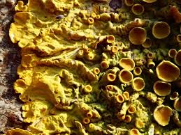 Attēlu rezultāti vaicājumam “Xanthoria fulva”