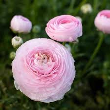 Attēlu rezultāti vaicājumam “Ranunculus mendax”