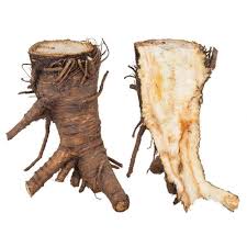 Attēlu rezultāti vaicājumam “Angelica archangelica fruit”