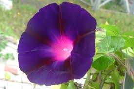 Image result for Ipomoea purpurea