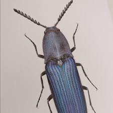 Attēlu rezultāti vaicājumam “Cucujus cinnaberinus”