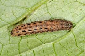 Attēlu rezultāti vaicājumam “Noctua fimbriata larva”