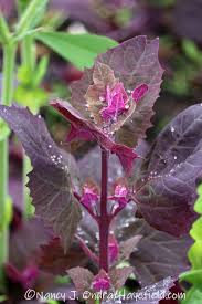 Image result for Atriplex hortensis