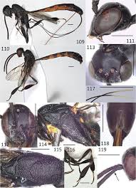 Attēlu rezultāti vaicājumam “Gasteruption jaculator”